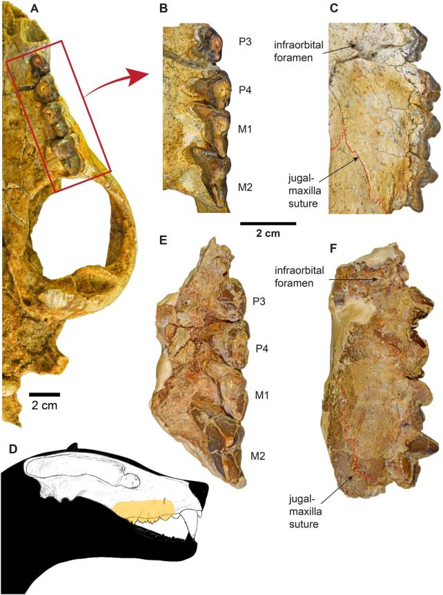 Leopard-Sized Hypercarnivore Terrorised Egypt Millions of Years Ago