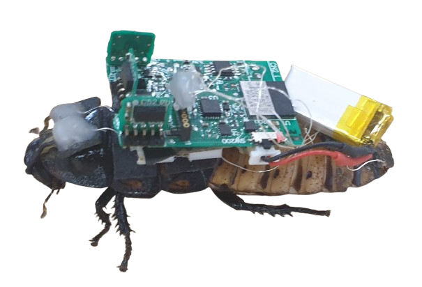 a photo of cockroach with a green computer chip on its back, along with wires and a small metal cell