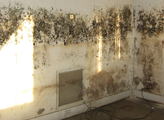 extreme black mould