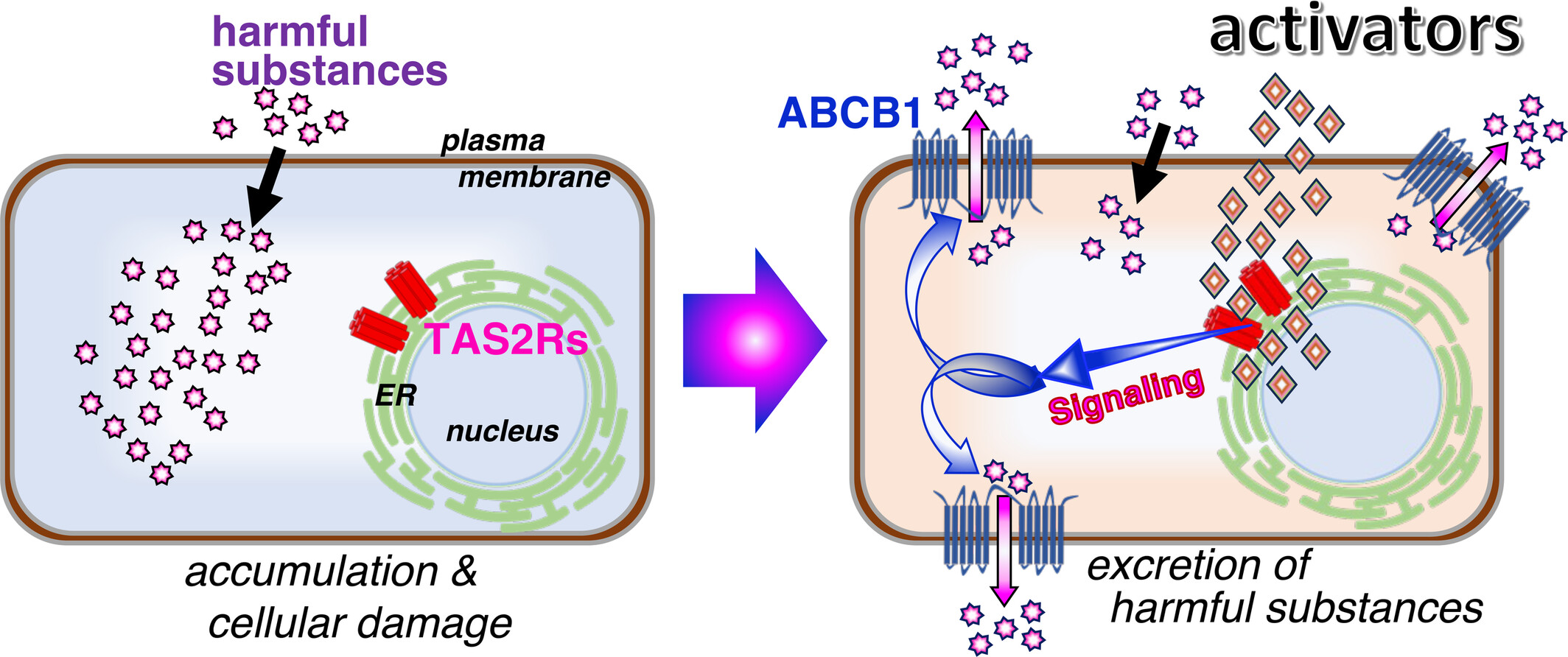 diagram showing how bitter substances activate receptors which trigger production of abcb1, which helps excrete the substance. 