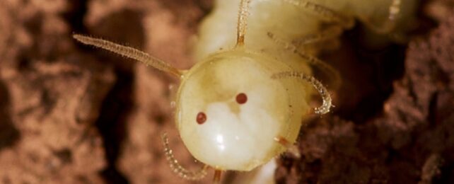 A blow fly larva displays the fake termite head on its rear end, which seems to help it infiltrate and socialize in termite colonies