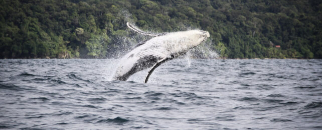 humpback whale