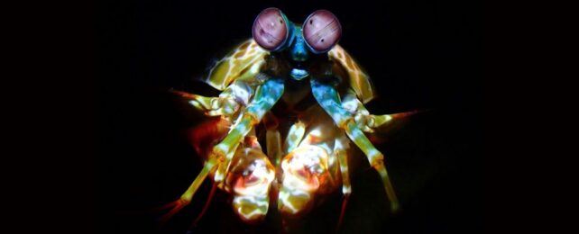 Mantis Shrimp Reveals The Secret to Surviving Its Deadly Shockwaves