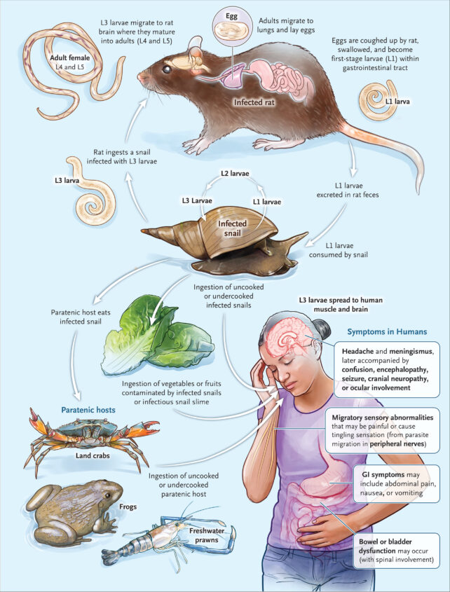 Rat Lungworm Cycle