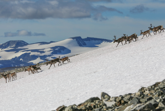 Norway's Melting Glaciers Are Spilling Out Troves of Lost Artifacts