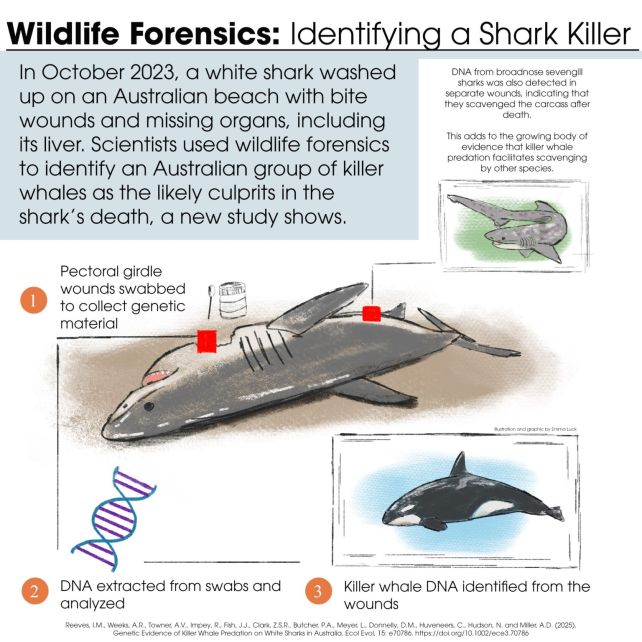 Orcas Are Attacking White Sharks Near Australia, And We Have The DNA to Prove It