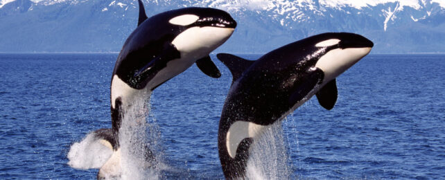 two orcas jumping from the water