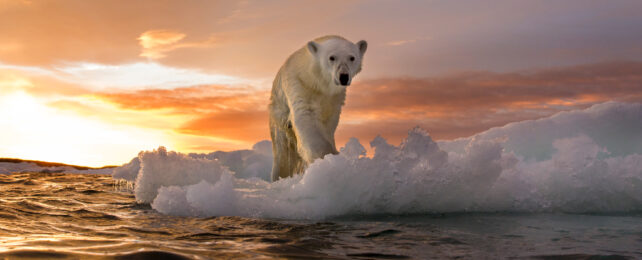 polar bear on ice