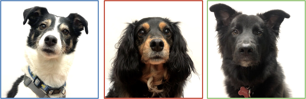 three square images of dog's faces are shown side-by-side, all looking to camera. left is a portrait of a terrier-like dog on a white background, with a blue square outline. center is a portrait of a cocker spaniel-type dog, white background, red square outline. right is a black border collie mix dog, white background, green square outline.