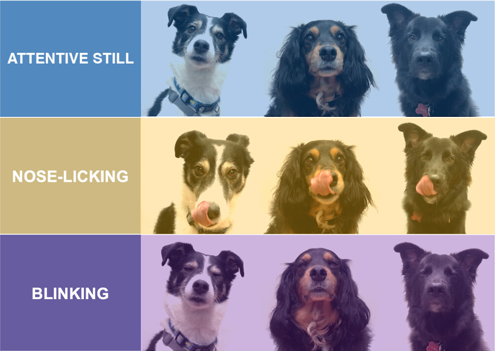 a grid with three rows titled attentive still, nose licking, and blinking. to the right, each of the three actor dogs demonstrates these signals, with the terrier in the first column from left, spaniel in the second, and border collie in the third.