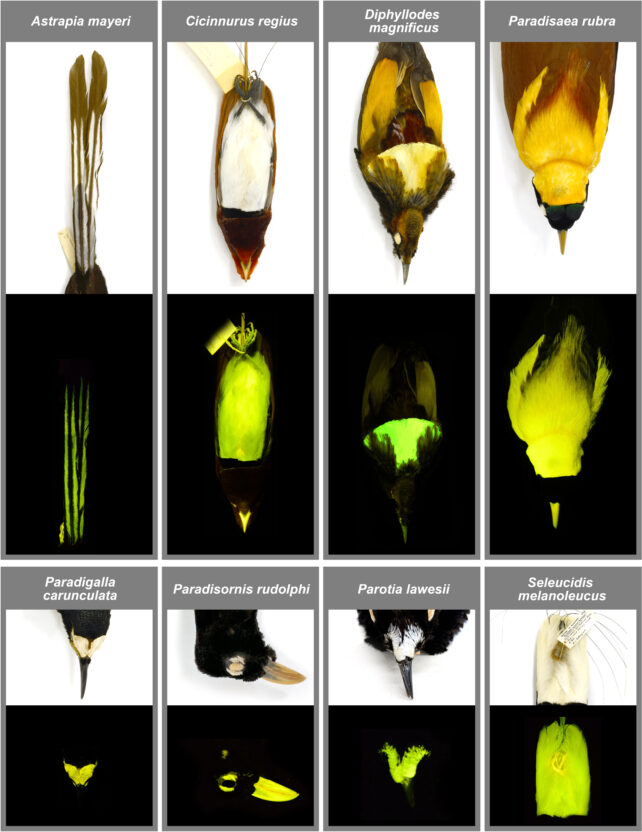 Most Bird-of-Paradise Birds Are Secretly Biofluorescent, Study Finds