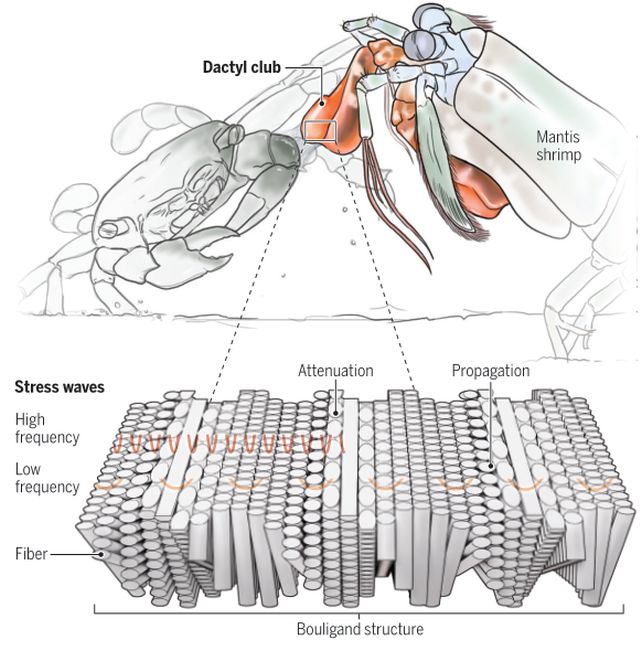 This Is How Mantis Shrimps Survive The Shockwaves Generated by Their Powerful Punches