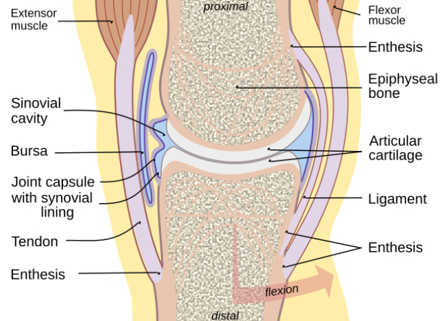 diagram of a synovial joint