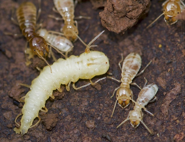 termites socialize with a termite-mimicking fly larva