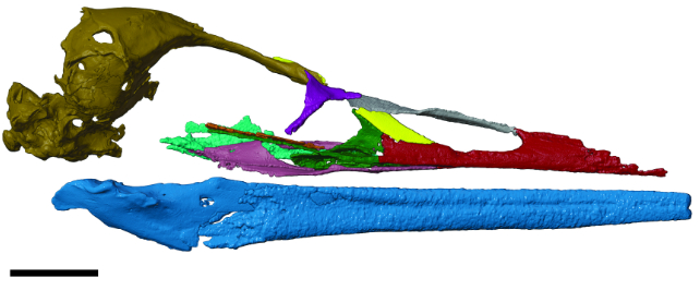 reconstruction of vegavis skull