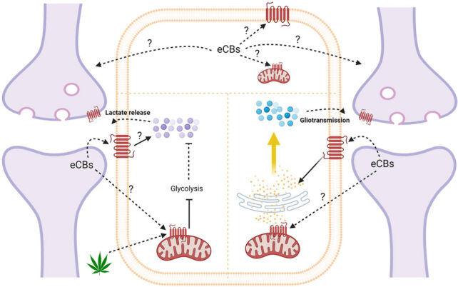 Astrocyte Receptors 