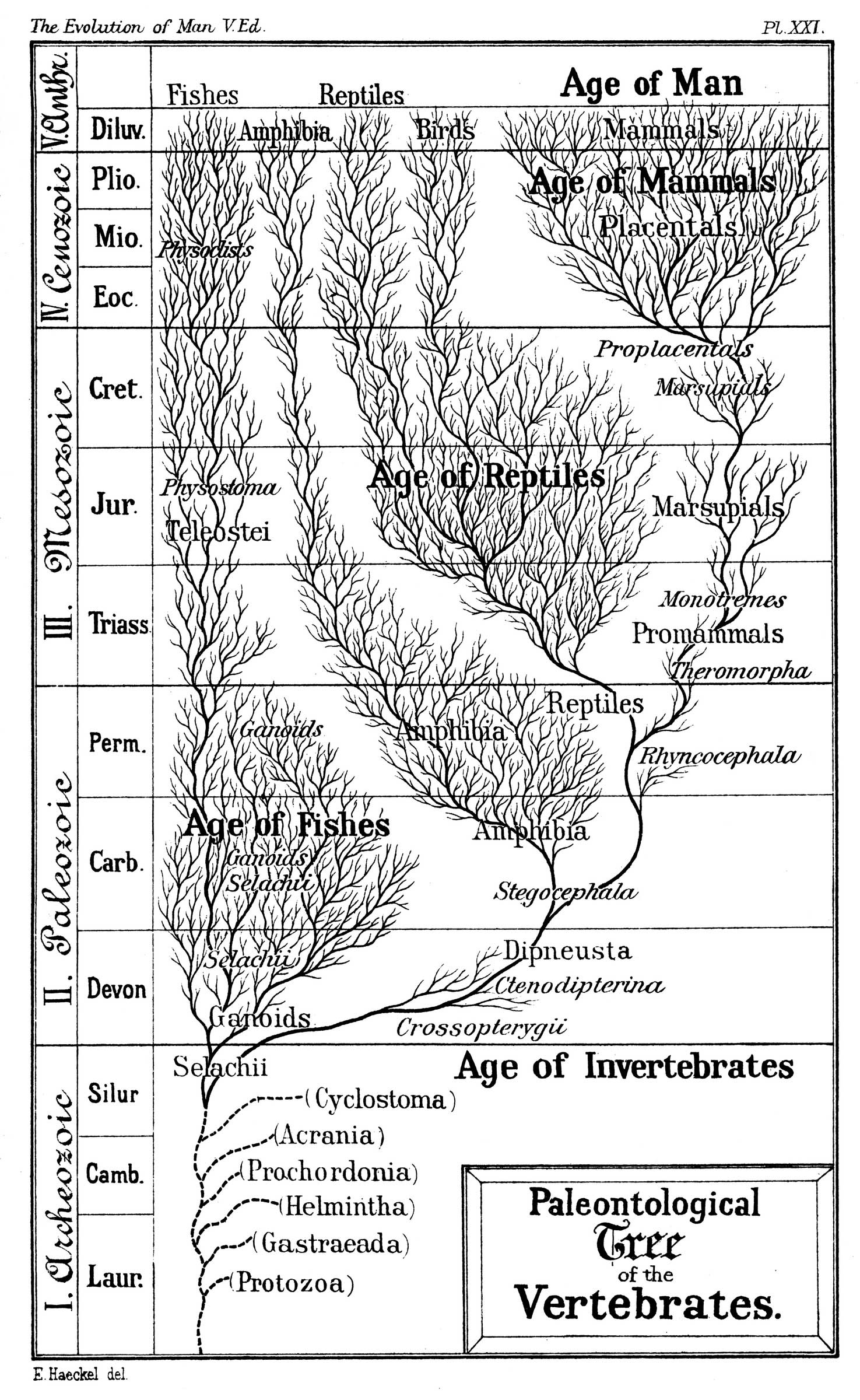 an old illusrtated diagram of the evolutionary tree of life