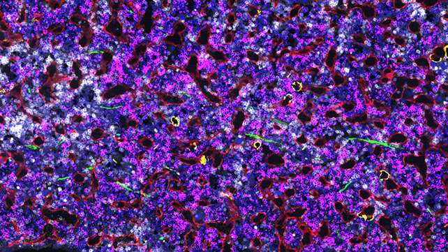 Blood cells in bone marrow