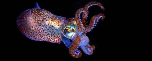 Squids' Amazing Color Shifting Could Be Key to Hyper-Efficient Solar Tech