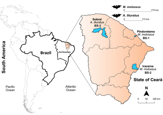 Brazilian Bats Host Close Relative of Highly Fatal Coronavirus: New Discovery Unveiled