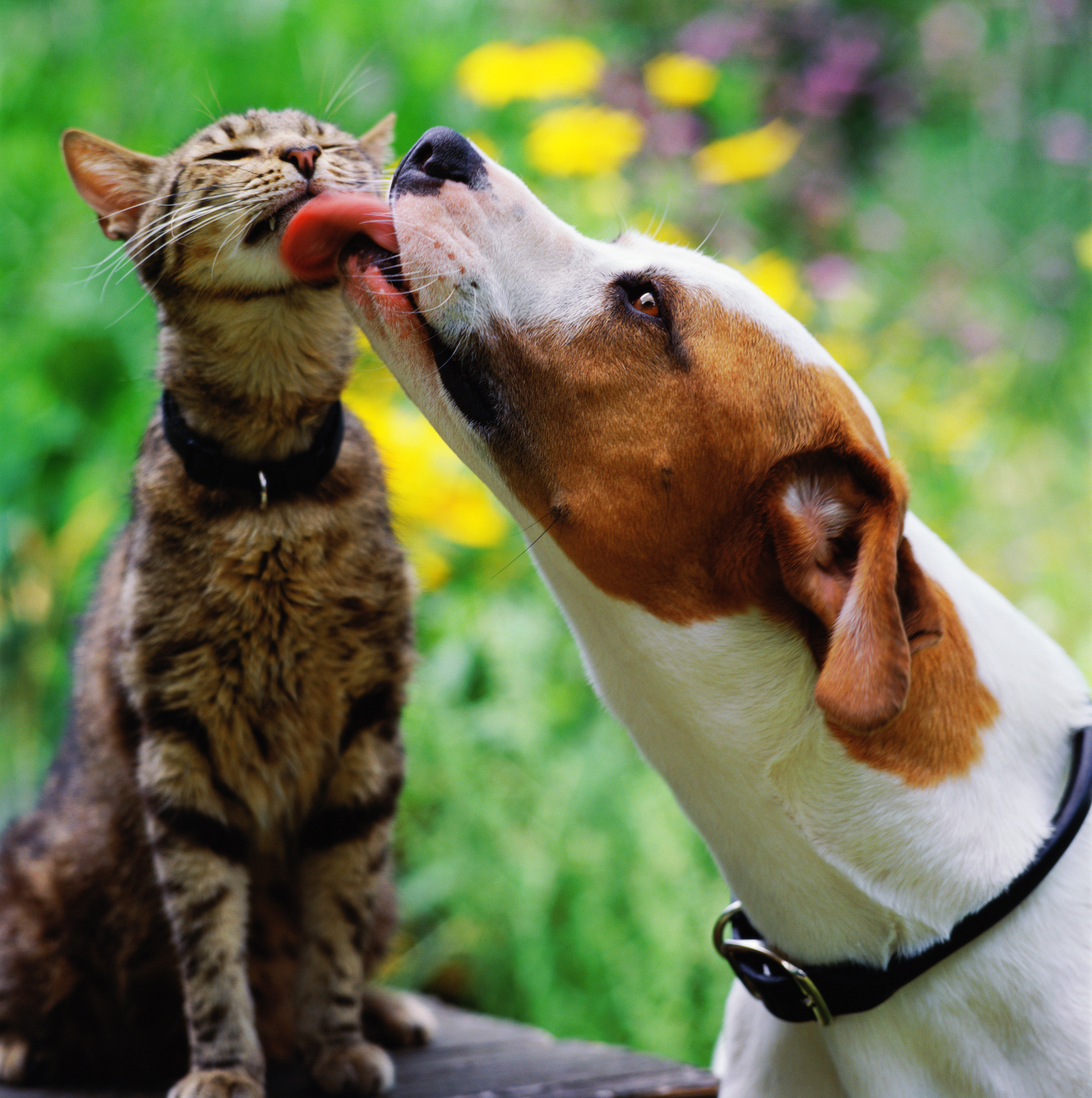 Dog licking unimpressed looking cat