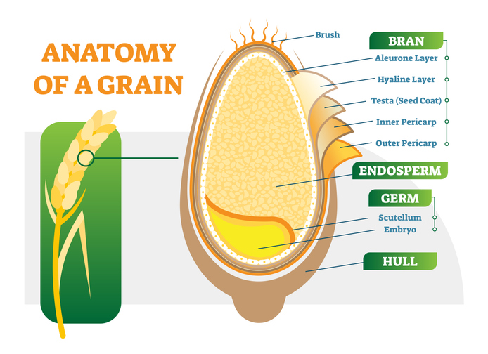 Anatomy of a grain seed.