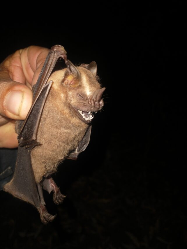 Close Relative of Most Lethal Coronavirus Found in Brazil's Bats