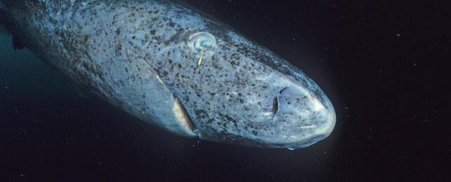 Greenland shark