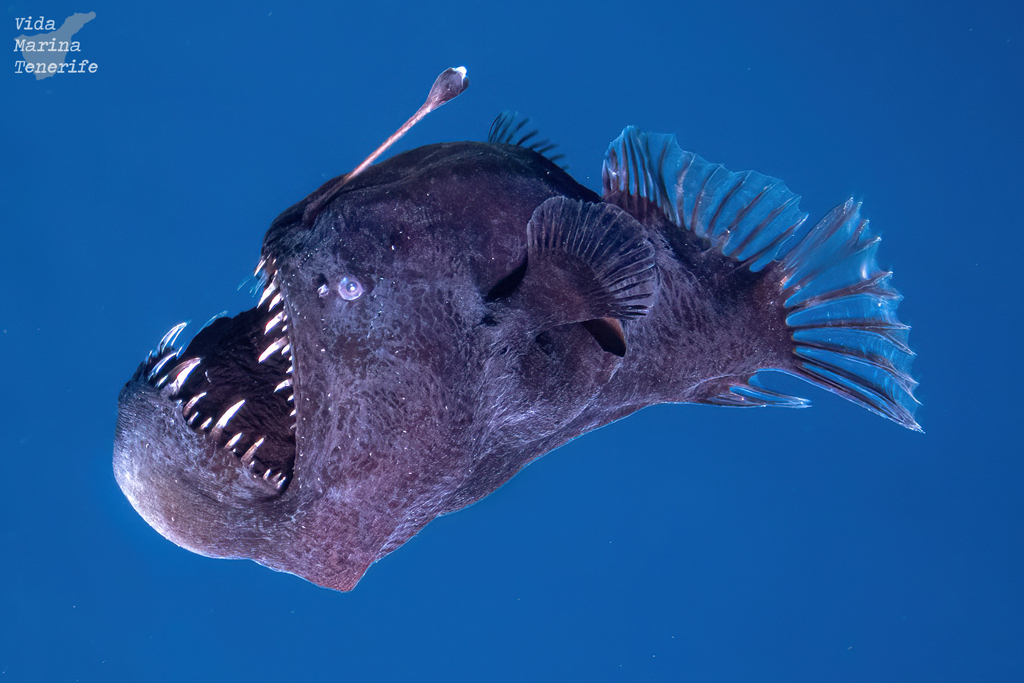 Side view of the anglerfish