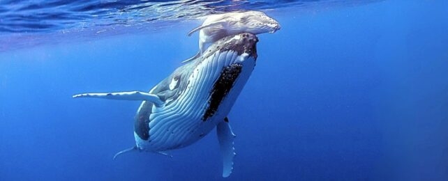 Humback whale mum nudginf its calf to the surface