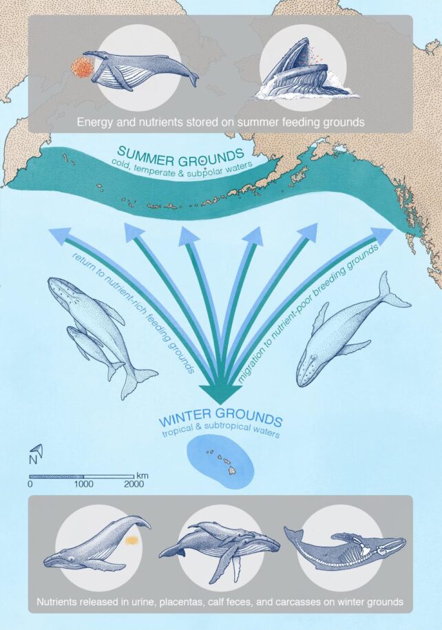 Watch Whale Floods Funnel Nutrients Across Thousands of Miles