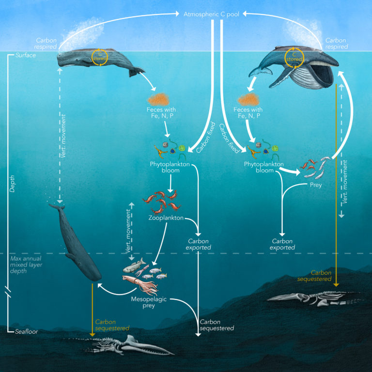 Watch Whale Floods Funnel Nutrients Across Thousands of Miles