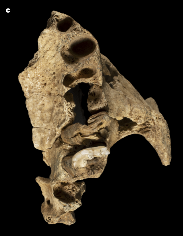 Jaw Atapuerca