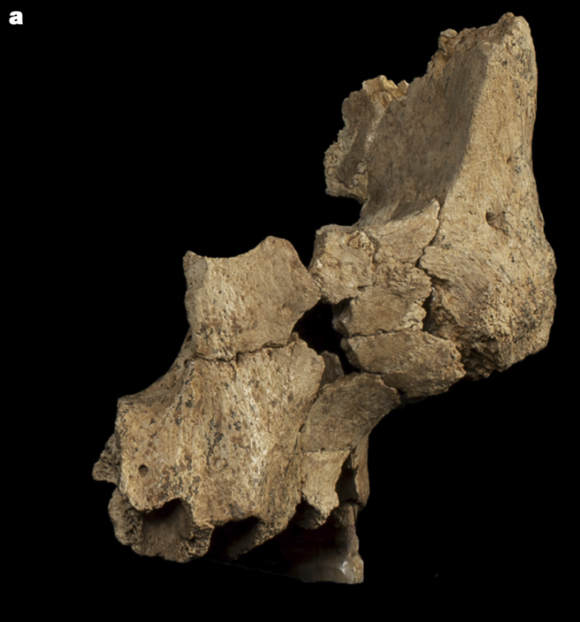 Jaw Bone Atapuerca