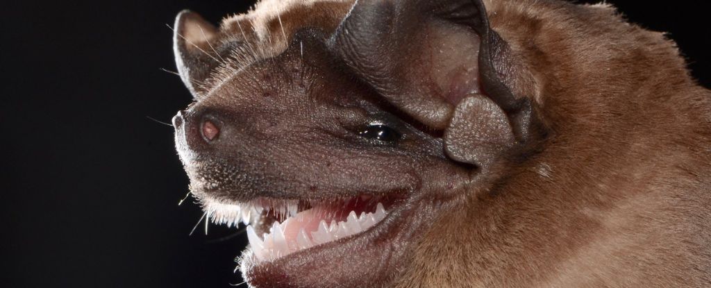 Close Relative of Highly Fatal Coronavirus Discovered in Brazil's Bats