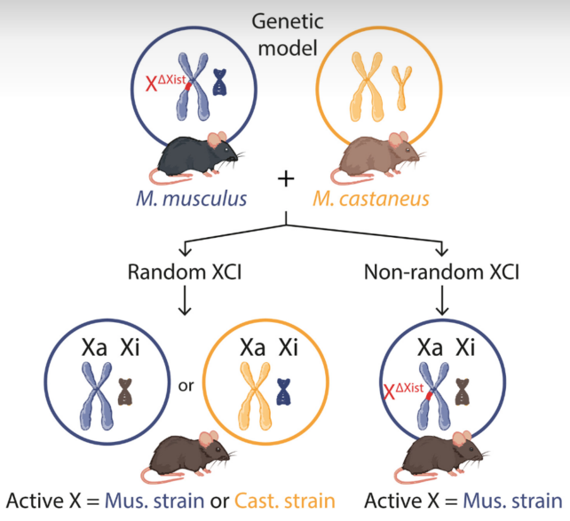 Mouse X Chromosomes