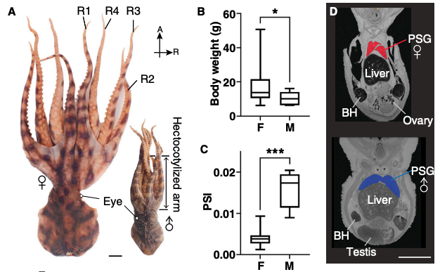 Male Octopuses Stun Females With Venom to Survive Mating, Study Finds