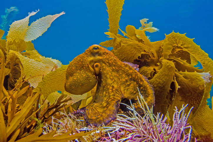 An octopus matching the color of the kelp its drifting with distinctly different from the water and the pink weed below