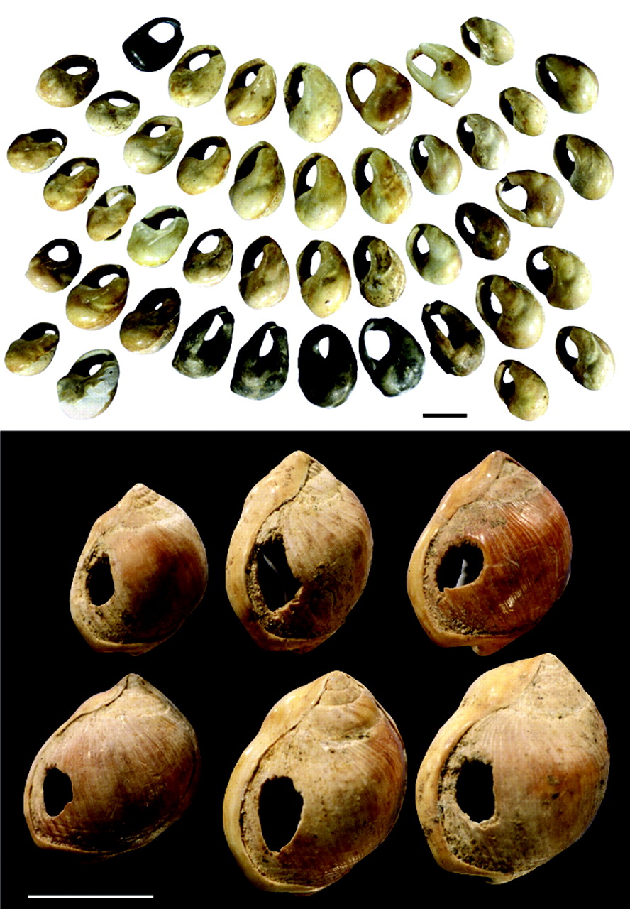 Collections of shells with holes in them suggesting they may have been used for decoration