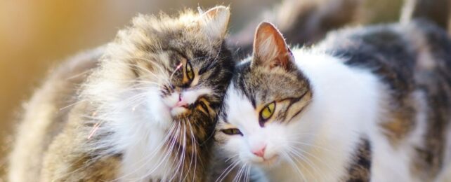 Do Cats Have Friends? Experts Reveal The Truth About Feline Friendship