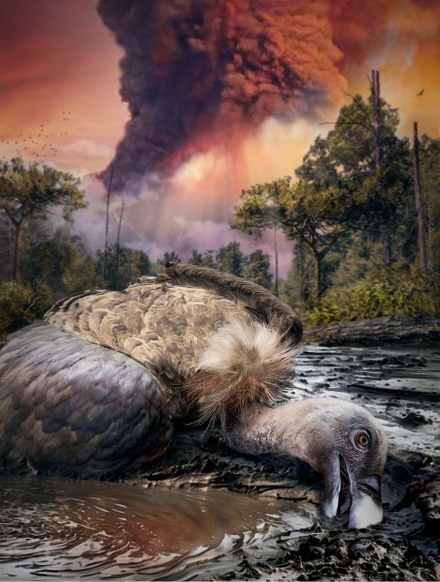 New Type of Fossilization Revealed by Griffon Vulture Found in Volcanic Ash