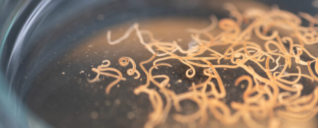 parasitic worms in a petris dish