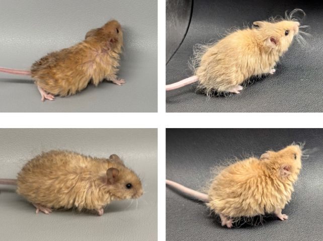 Scientists Have Genetically Engineered a 'Woolly Mouse' on The Path to Restoring The Mammoth