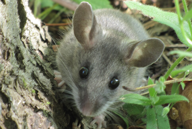 deer mouse