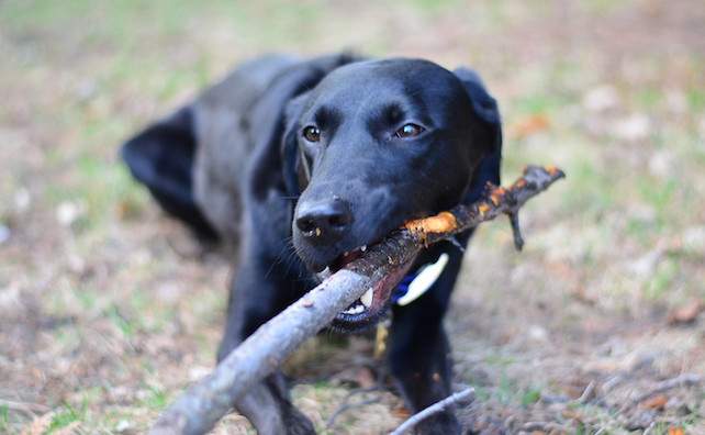 dog chewing on a stick