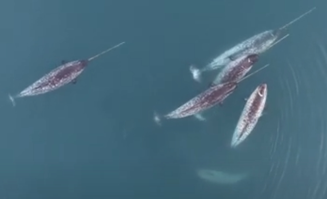 drone footage of narwhals