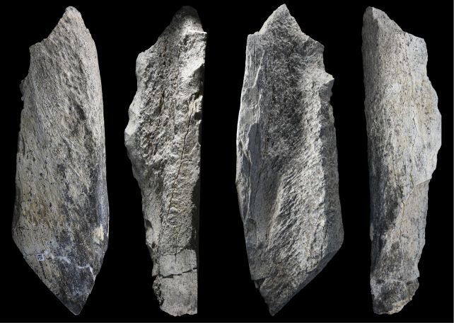 These Are Human Made Bone Tools Dating Back 1.5 Million Years