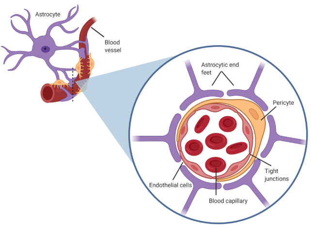 Astrocytes Blood Brain