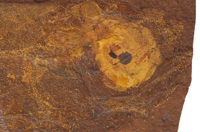 Amazing 15-Million-Year-Old Fish Fossil Found in The Australian Desert, Stomach Contents And All