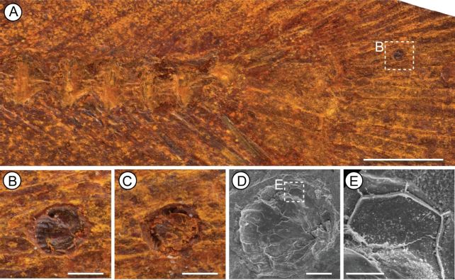 Amazing 15-Million-Year-Old Fish Fossil Found in The Australian Desert, Stomach Contents And All